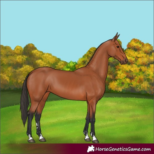 Horse Color:Bay 