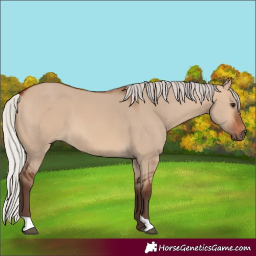 Horse Color:Silver Brown Dun 