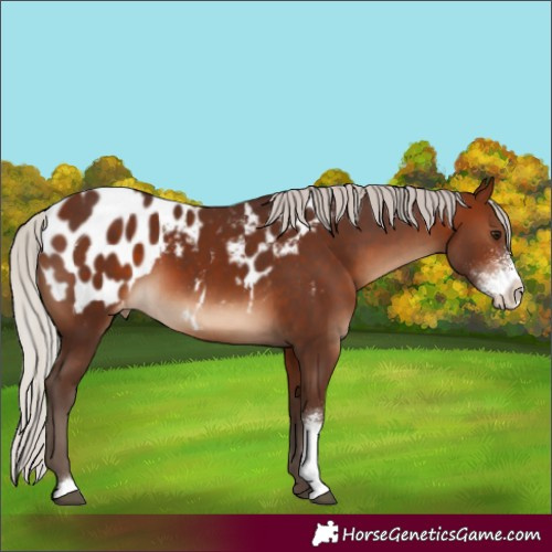 Horse Color:Silver Brown Sabino Appaloosa 