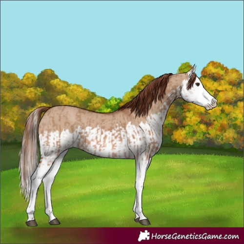 Horse Color:Red Dun Splash  and Red Dun Splash 