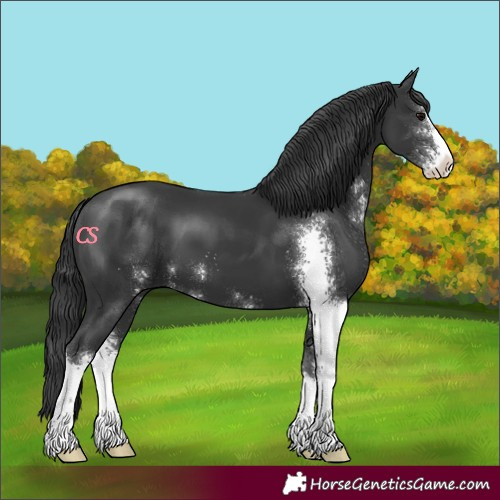 Horse Color:Black Sabino
