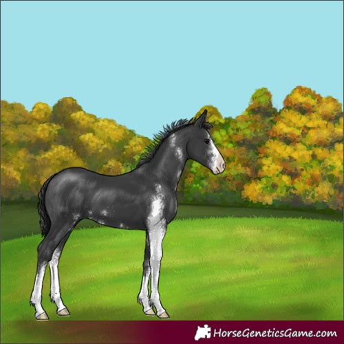 Horse Color:Black Sabino 