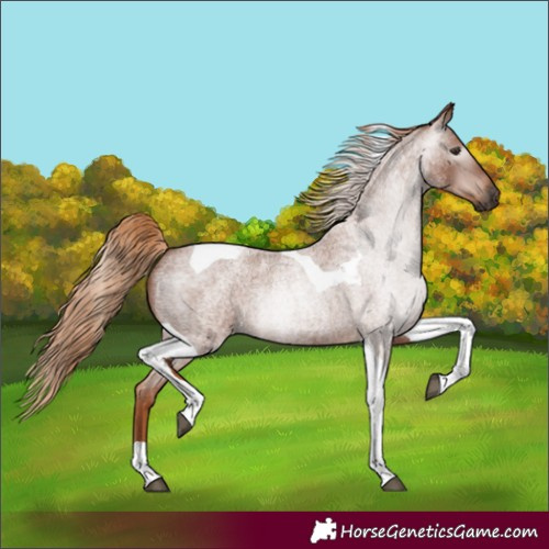 Horse Color:Gray Red Roan Tobiano Rabicano 