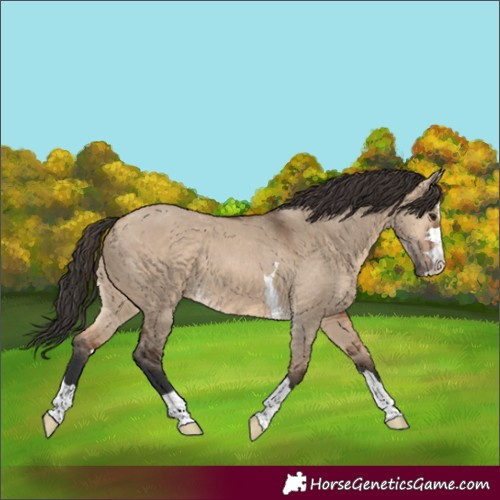 Horse Color:Bay Dun