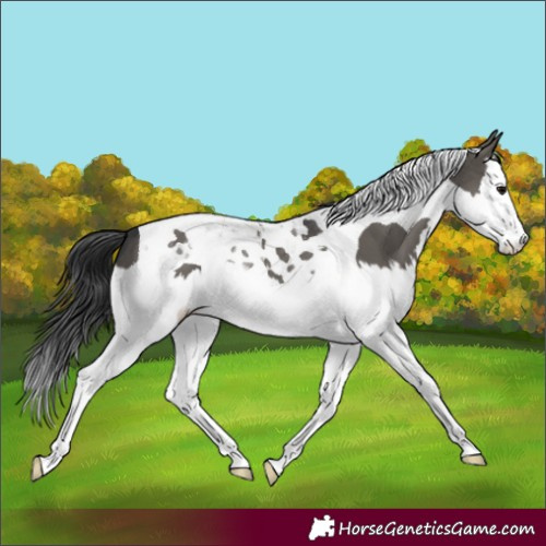 Horse Color:Grullo Splash Tobiano 