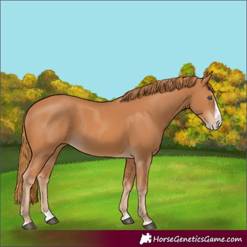Horse Color:Chestnut Splash 