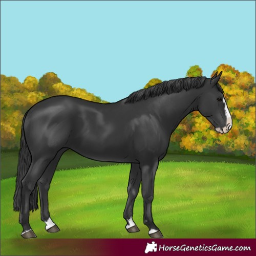 Horse Color:Black Splash 