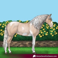 Horse Color:Silver Blue Roan Pearl Tobiano Frame 