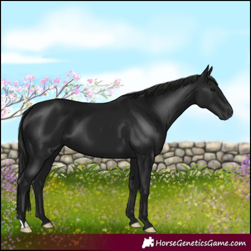 Horse Color:Gray Black 
