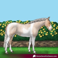 Horse Color:Silver Blue Roan Pearl Tobiano Frame