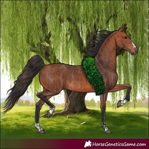 Horse Color:Bay Rabicano  and Bay Rabicano 