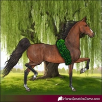Horse Color:Bay Rabicano and Bay Rabicano