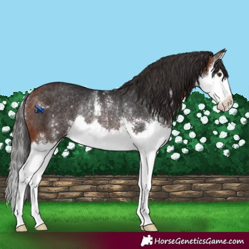 Horse Color:Bay Mushroom Sabino Splash Rabicano 