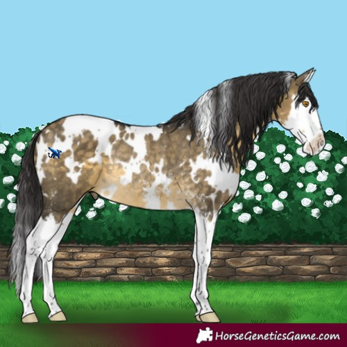 Horse Color:White Spotted Buckskin Dun Mushroom Sabino Splash Rabicano 
