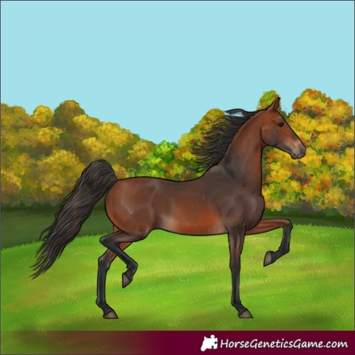 Horse Color:Bay Rabicano  and Bay Rabicano 