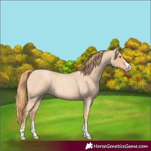 Horse Color:Gold Champagne Roan