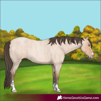 Horse Color:Amber Champagne Roan