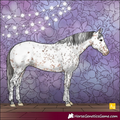 Horse Color:White Spotted Bay Sabino Appaloosa Rabicano 