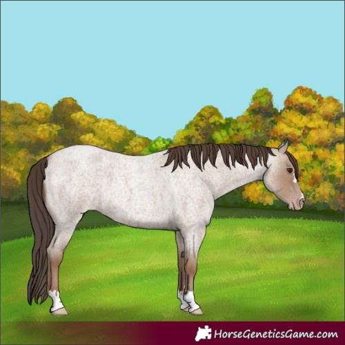 Horse Color:Classic Champagne Roan