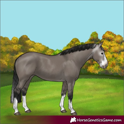 Horse Color:Gray Grullo Splash 