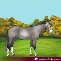 Horse Color:Gray Grullo Splash