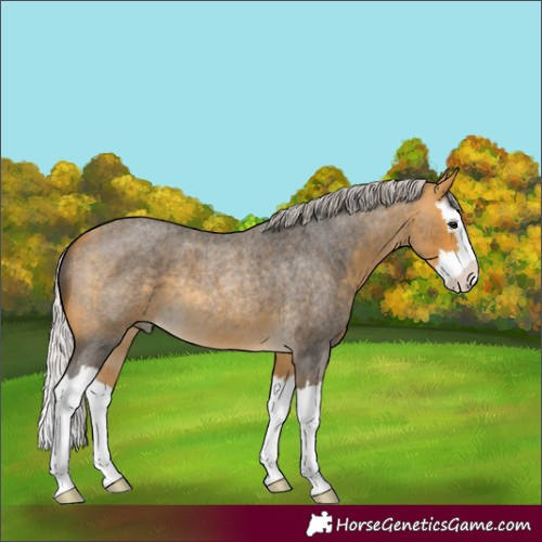 Horse Color:Unknown 