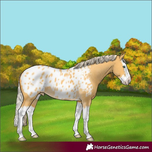 Horse Color:Unknown 