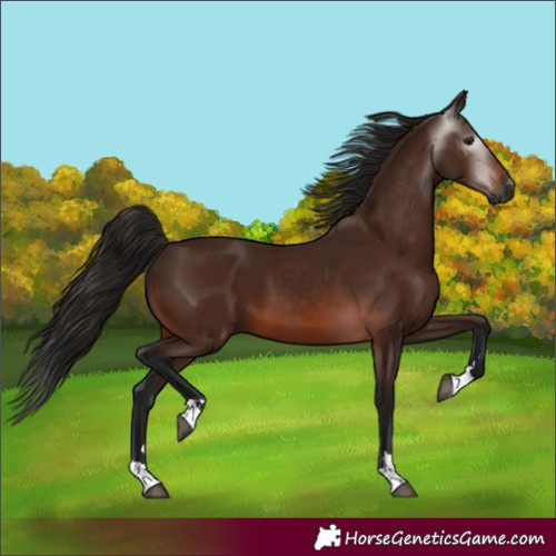 Horse Color:Gray Bay 