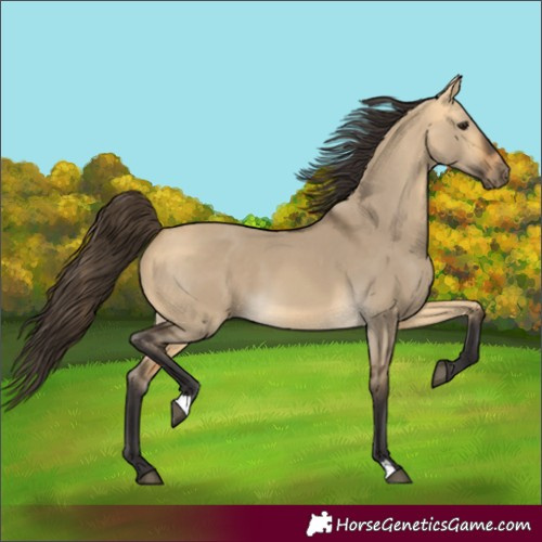 Horse Color:Buckskin Dun 