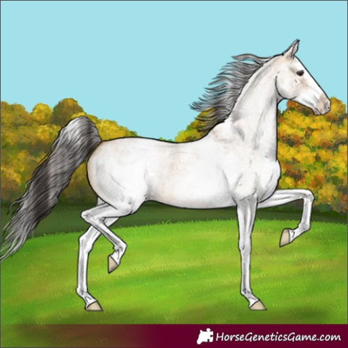 Horse Color:White Spotted Bay Roan Dun Splash 