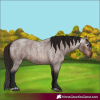 Horse Color:Gray Bay Roan 
