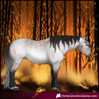 Horse Color:Gray Bay Roan