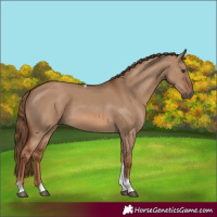 Horse Color:Red Dun Tobiano 