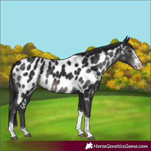 Horse Color:Black Sabino Tobiano Near Leopard