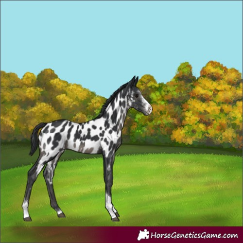 Horse Color:Black Sabino Tobiano Appaloosa