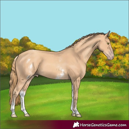 Horse Color:White Spotted Gold Champagne Rabicano 