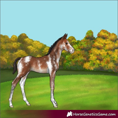 Horse Color:Bay Sabino Rabicano 