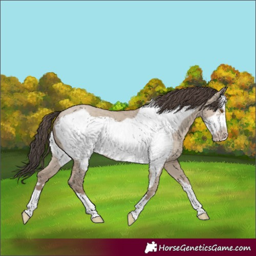 Horse Color:Classic Champagne Dun Frame 