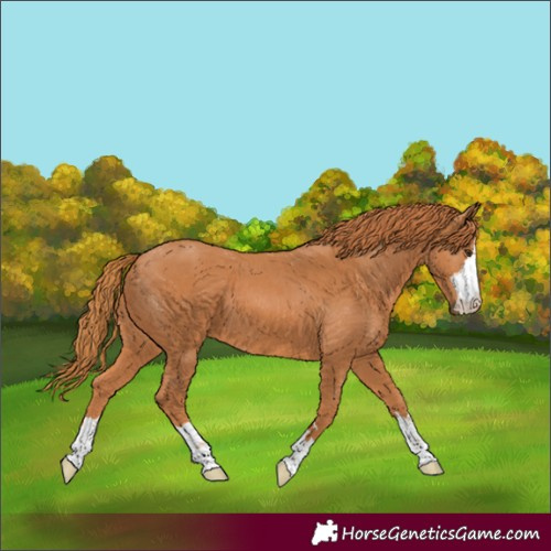 Horse Color:Chestnut 