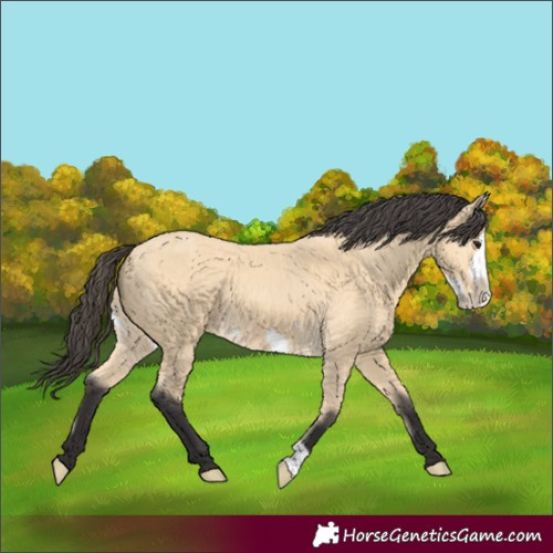 Horse Color:Buckskin Frame