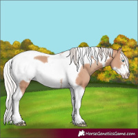 Horse Color:Silver Classic Champagne Splash Tobiano Frame