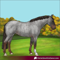 Horse Color:Liver Red Roan 