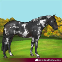 Horse Color:White Spotted Brown