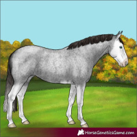 Horse Color:Liver Red Roan Splash 