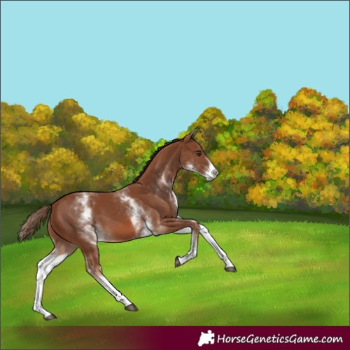 Horse Color:White Spotted Chestnut
