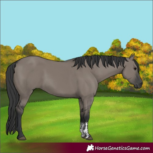 Horse Color:Grullo Sabino Rabicano 