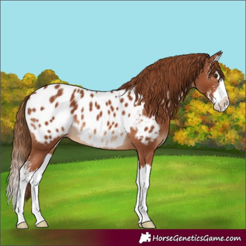 Horse Color:Chestnut Sabino Splash Appaloosa