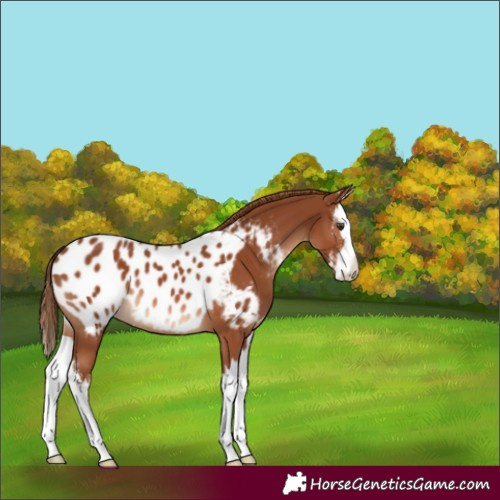 Horse Color:Chestnut Sabino Splash Appaloosa 