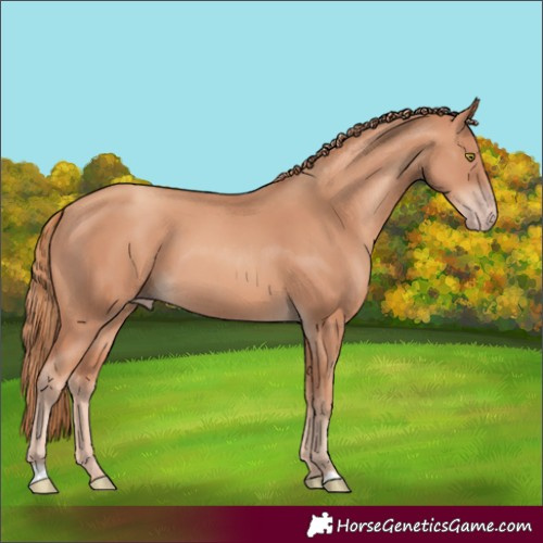 Horse Color:Gold Champagne 