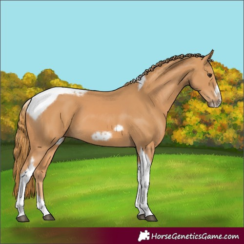 Horse Color:Chestnut Tobiano Frame